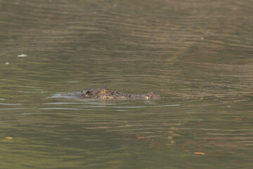 A Saltwater crocodile in the river channel at Sundarban tiger reserve, India