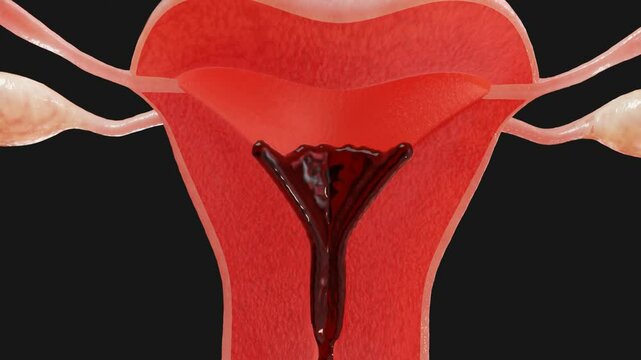 3D visualization of menstruation, period
