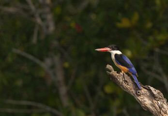 Black-capped kingfisher on green at Sundarban tiger reserve, India