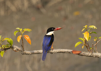 Black-capped kingfisher with inner eyelid closed at Sundarban tiger reserve, India