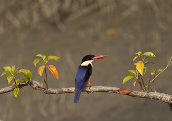 Black-capped kingfisher perched on mangrove tree at Sundarban tiger reserve, India