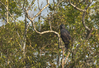 A changeable hawk-eagle dark morphed in mangrove forest of Sundarban national park, India