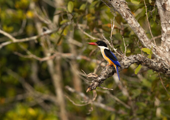 Closeup of Black-capped kingfisher perched on mangrove tree at Sundarban tiger reserve, India
