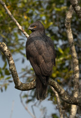 A changeable hawk-eagle dark morphed perched on mangrove tree at Sundarban tiger reserve, India
