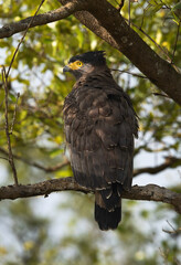Crested serpent eagle in mangrove forest of Sundarban tiger reserve, India