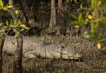 A Saltwater crocodile in the mid of mangrove roots at Sundarban tiger reserve, India