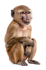 Obraz premium Olive Baboon Savanna Monkey isolated on white background 