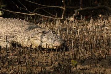 A closeup of a Saltwater crocodile at Sundarban tiger reserve, India