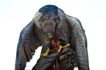 Peregrine falcon held by a falconer eating meat