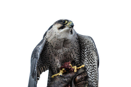Peregrine falcon held by a falconer eating meat