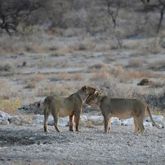 Two cuddling lionesses near a waterhole in Africa
