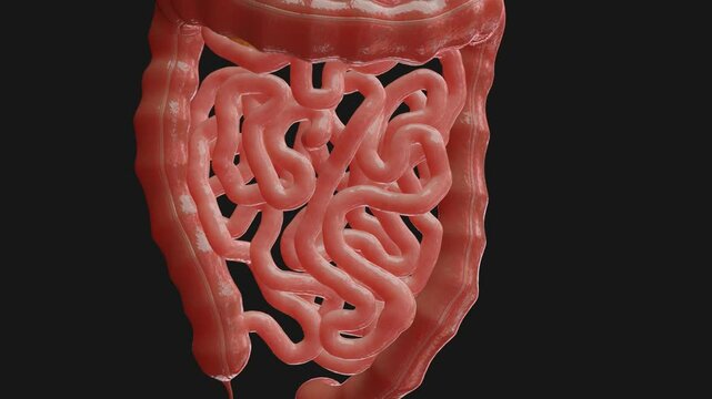 3D animation about large intestine movements