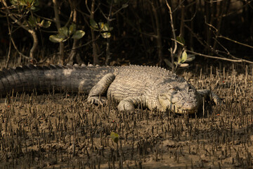 A Saltwater crocodile basking in sun at Sundarban tiger reserve, India