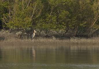 Greater adjutant in mangrove forest of Sundarban tiger reserve, India
