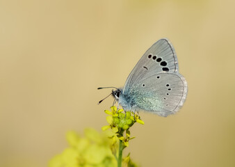 flowers and butterfly in natural life