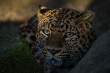 north-chinese leopard portrait in zoopark