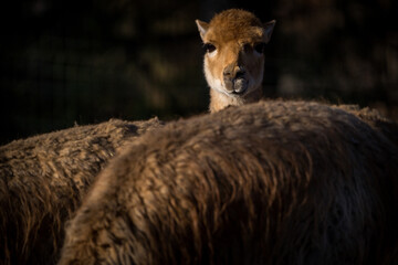 Fototapeta premium llama alpaca portrait in zoopark