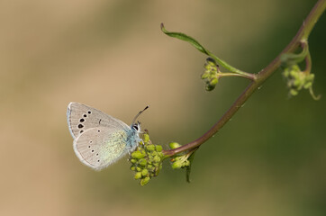 flowers and butterfly in natural life