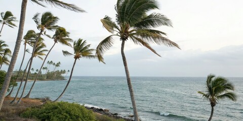 Obraz premium Palm trees swaying gently in the ocean breeze, island, peaceful, vacation, wave