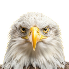 Obraz premium Majestic eagle with intense gaze and detailed feathers, showcasing its powerful presence and sharp beak. symbol of strength and freedom