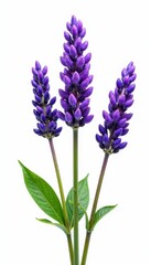 Naklejka premium Vibrant lavender sprigs, meticulously isolated on bright white, aromatherapy, herb