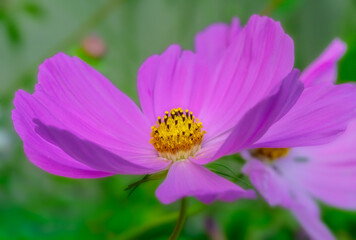 Obraz premium Dahlia flower blossom in the garden