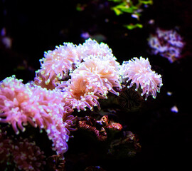 Coral in a saltwater aquarium
