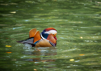 Mandarin duck swimming in the water