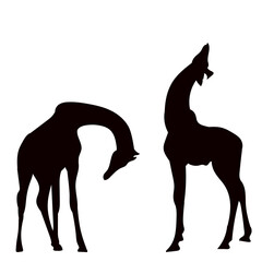 giraffes silhouette on white background vector