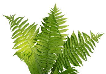 Feuillage de fougère	