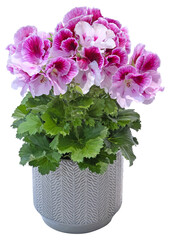 Gloxinia en pot	