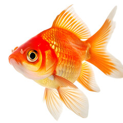Fototapeta premium Vibrant orange goldfish, isolated on white background, perfect for pet store or aquarium design.