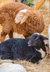 Naklejka premium Multicolored sheep in a pen