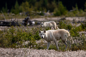 Fototapeta premium timber wolves