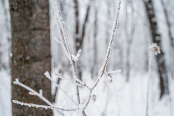 The branches of bushes covered with snow and ice are swaying in the wind in winter, a natural winter landscape, space for text