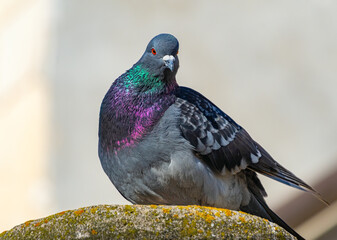 portrait of beautiful pigeon