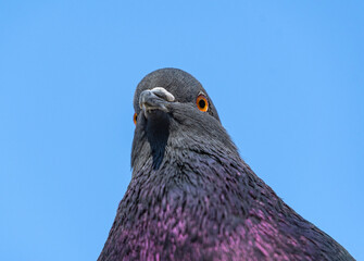 portrait of beautiful pigeon