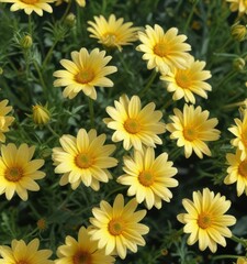 Fototapeta premium Soft yellow daisies floating gently in a gentle summer breeze, gentle movement, blooming flowers