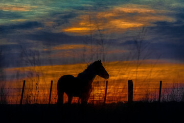 silueta de caballo en cotraluz en un atardecer con el cielo en tonalidades azules y rojizas en el...