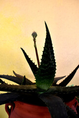 silhouette of an aloe