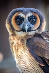 Brown wood owl (Strix leptogrammica) on brown background