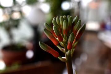 close up of aloe vera