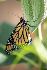 monarch butterfly hanging on milkweed