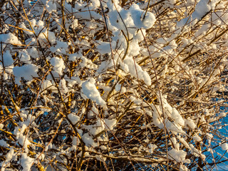 tree branches with snow on them 