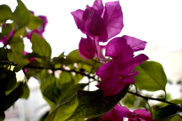 pink flowers of a lilac bougainvillea