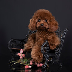 puppy breed miniature aussie, puppy chocolate color toy poodle breed, small dog

fawn color, american cocker spaniel, beautiful haircut, grooming, puppy, dog, pedigree, long hair