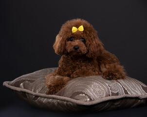 puppy breed miniature aussie, puppy chocolate color toy poodle breed, small dog

fawn color, american cocker spaniel, beautiful haircut, grooming, puppy, dog, pedigree, long hair