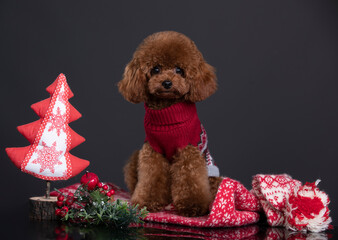 small dog toy poodle, chocolate color