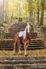 Beautiful autumn background with brown horse on the stairs in park,bright sunny fall day in park.
