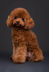 small dog toy poodle, chocolate color